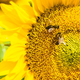 Illustration for article titled Bees Can Learn Symbols Associated With Counting, New Experiment Suggests